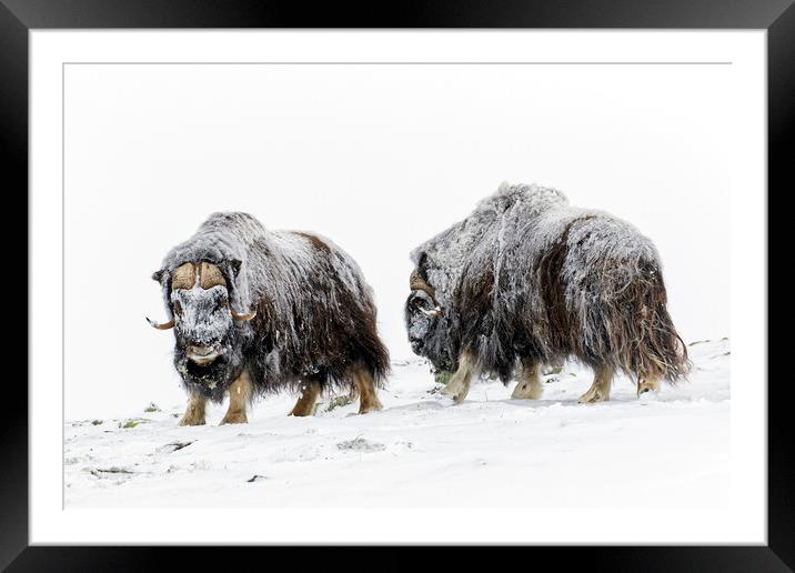 Two Muskox Bulls in the Snow Framed Mounted Print by Arterra 