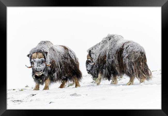 Two Muskox Bulls in the Snow Framed Print by Arterra 