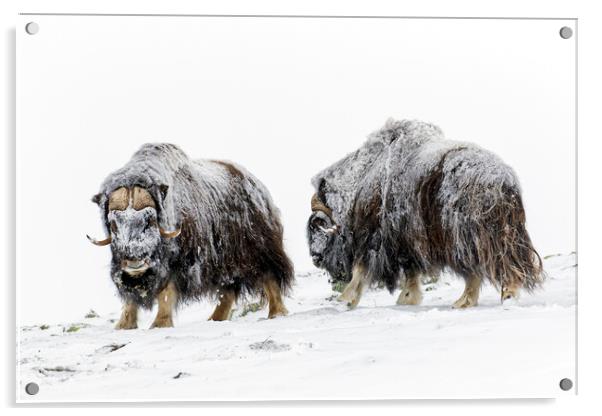 Two Muskox Bulls in the Snow Acrylic by Arterra 