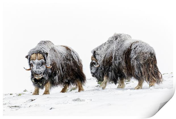 Two Muskox Bulls in the Snow Print by Arterra 