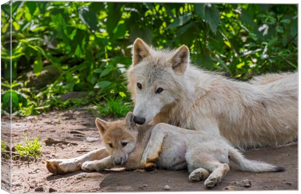 White Wolf with Pup Canvas Print by Arterra 