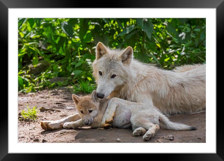 White Wolf with Pup Framed Mounted Print by Arterra 