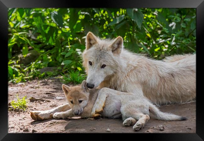 White Wolf with Pup Framed Print by Arterra 