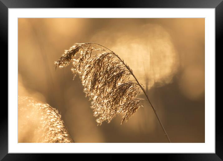 Reed Seedhead at Sunset Framed Mounted Print by Arterra 