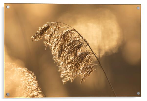 Reed Seedhead at Sunset Acrylic by Arterra 