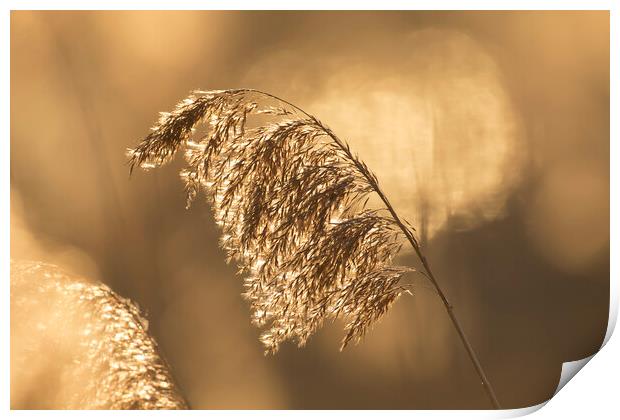 Reed Seedhead at Sunset Print by Arterra 
