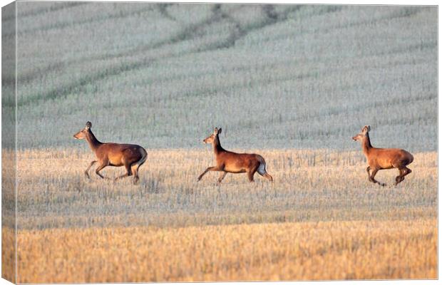 Red Deer Crossing Stubble Field Canvas Print by Arterra 