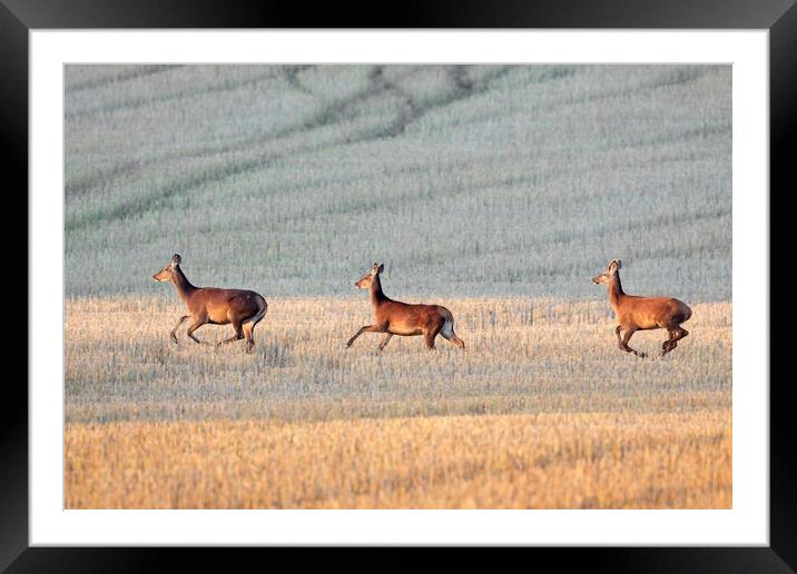 Red Deer Crossing Stubble Field Framed Mounted Print by Arterra 