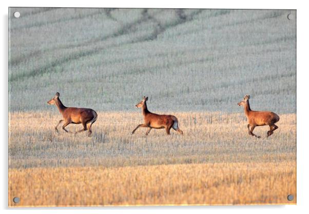 Red Deer Crossing Stubble Field Acrylic by Arterra 