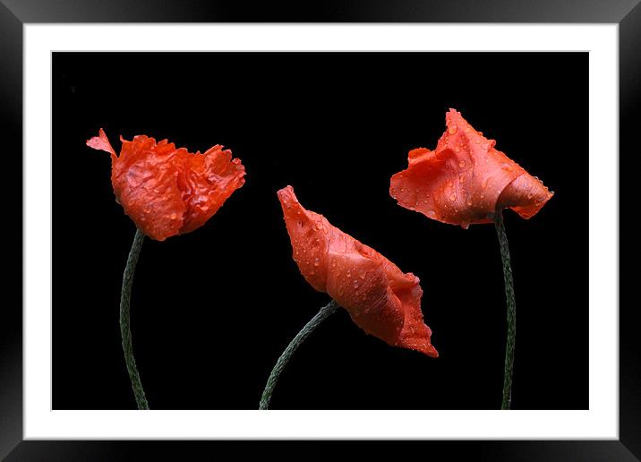 Poppies on Black Framed Mounted Print by Dawn O'Connor
