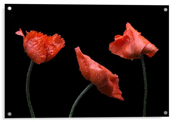 Poppies on Black Acrylic by Dawn O'Connor
