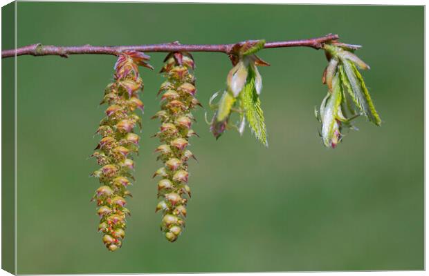 Hornbeam Catkins and Emerging Leaves Canvas Print by Arterra 