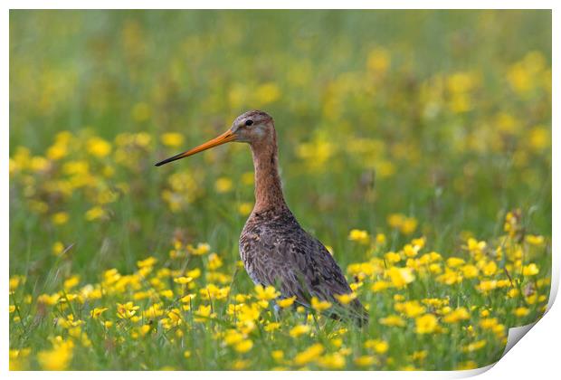 Black-tailed Godwit in Spring Print by Arterra 