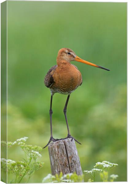Black-tailed Godwit in Field Canvas Print by Arterra 