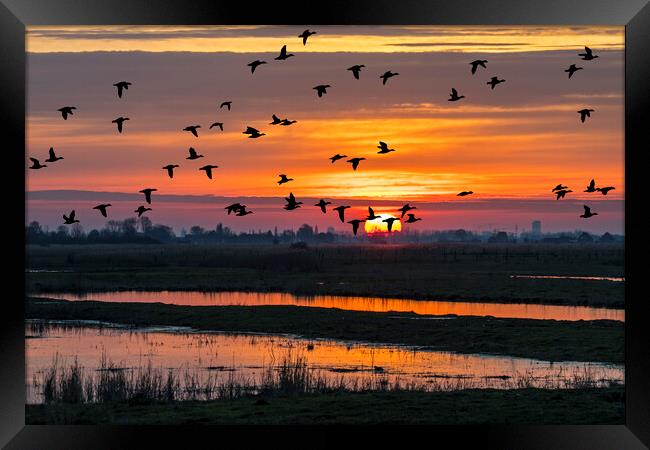 Ducks Taking Off at Sunset Framed Print by Arterra 