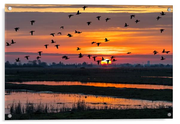 Ducks Taking Off at Sunset Acrylic by Arterra 