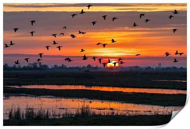 Ducks Taking Off at Sunset Print by Arterra 