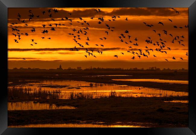 Flock of Ducks Flying over Wetland Framed Print by Arterra 