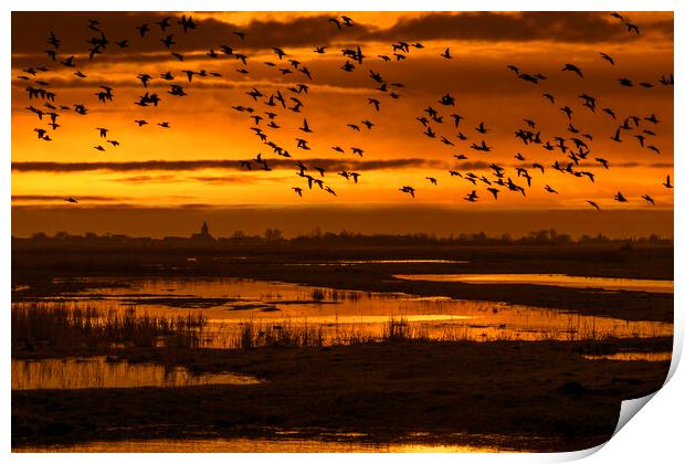 Flock of Ducks Flying over Wetland Print by Arterra 
