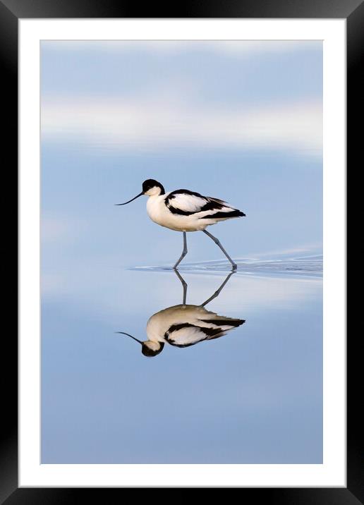 Pied Avocet Reflection Framed Mounted Print by Arterra 