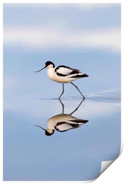 Pied Avocet Reflection Print by Arterra 