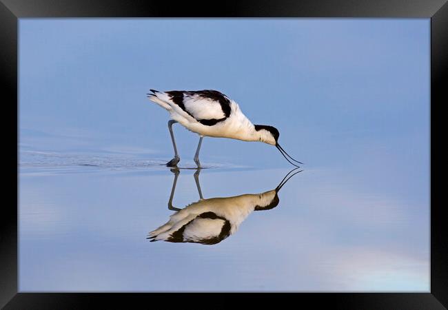 Foraging Pied Avocet Framed Print by Arterra 