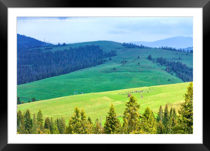 A flock of sheep grazing on a hill of mountain green meadows on a sunny spring morning Framed Mounted Print by Sergii Petruk
