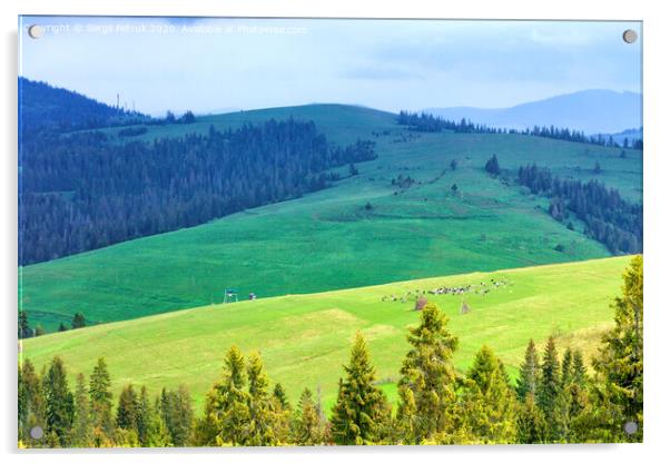 A flock of sheep grazing on a hill of mountain green meadows on a sunny spring morning Acrylic by Sergii Petruk
