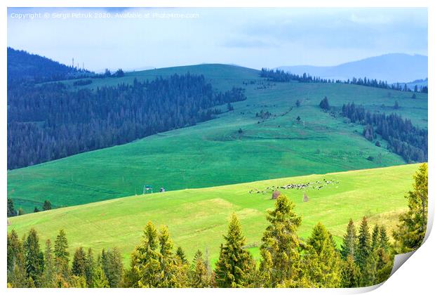 A flock of sheep grazing on a hill of mountain green meadows on a sunny spring morning Print by Sergii Petruk