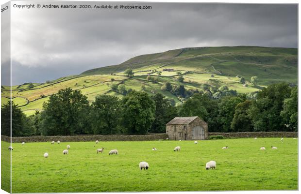 Sheep grazing in Swaledale, North Yorkshire Canvas Print by Andrew Kearton