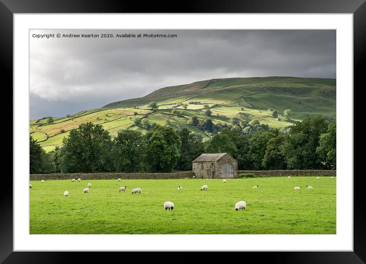 Sheep grazing in Swaledale, North Yorkshire Framed Mounted Print by Andrew Kearton