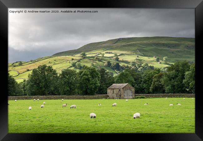 Sheep grazing in Swaledale, North Yorkshire Framed Print by Andrew Kearton
