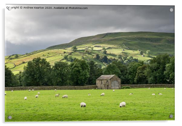 Sheep grazing in Swaledale, North Yorkshire Acrylic by Andrew Kearton