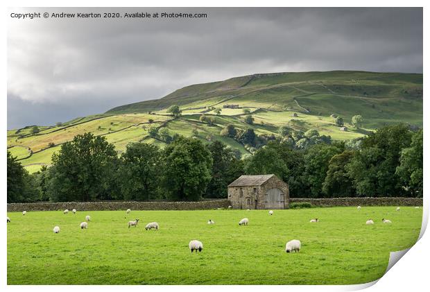 Sheep grazing in Swaledale, North Yorkshire Print by Andrew Kearton