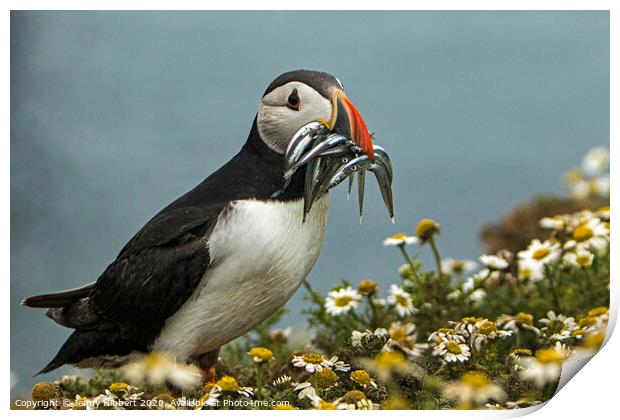 Puffin with Sand eels on Skomer Island Print by Jenny Hibbert