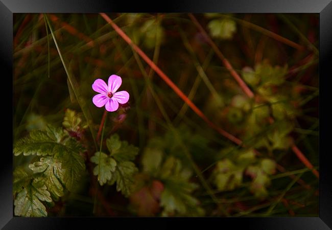 Herb Robert Framed Print by Wayne Molyneux