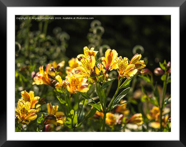 Peruvian Lilies in Sunlight Framed Mounted Print by Angela Cottingham