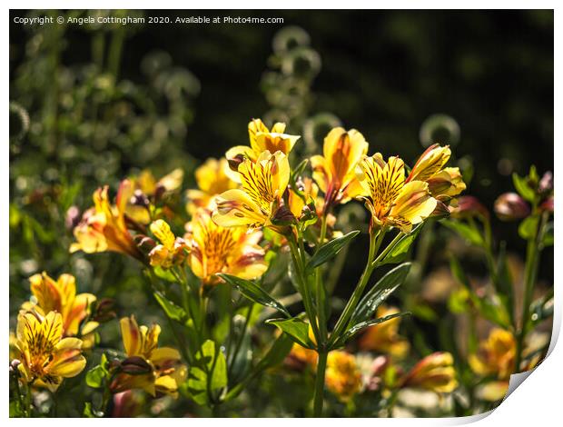 Peruvian Lilies in Sunlight Print by Angela Cottingham