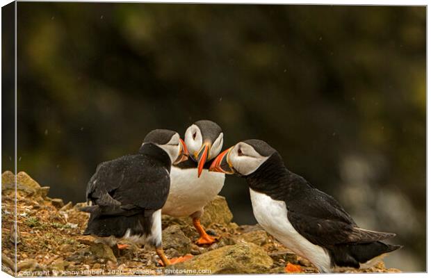 Group of Puffins on Skomer Island Canvas Print by Jenny Hibbert