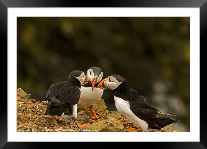 Group of Puffins on Skomer Island Framed Mounted Print by Jenny Hibbert