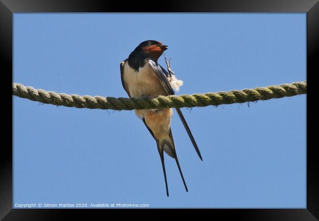 Swallow Framed Print by Simon Marlow