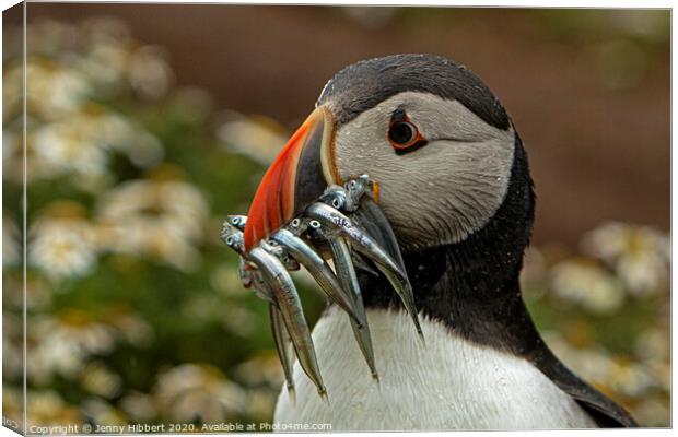 Puffin with beak full of Sand eels on Skomer Island Pembrokeshire Canvas Print by Jenny Hibbert