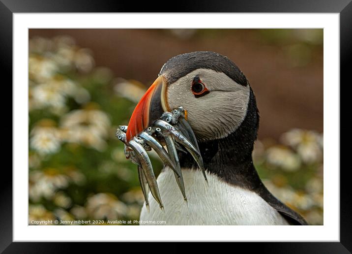 Puffin with beak full of Sand eels on Skomer Island Pembrokeshire Framed Mounted Print by Jenny Hibbert