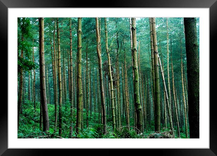 Dense Pines Framed Mounted Print by Wayne Molyneux