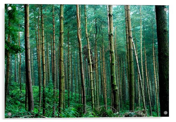 Dense Pines Acrylic by Wayne Molyneux