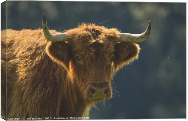 Highland Cow Canvas Print by Will Badman