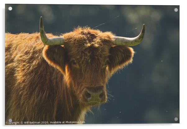 Highland Cow Acrylic by Will Badman