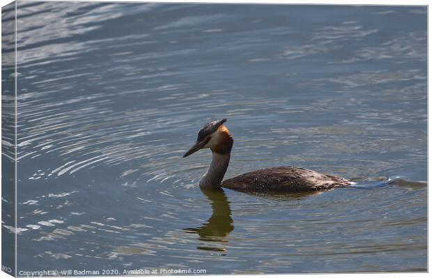 Great Crested Grebe  Canvas Print by Will Badman