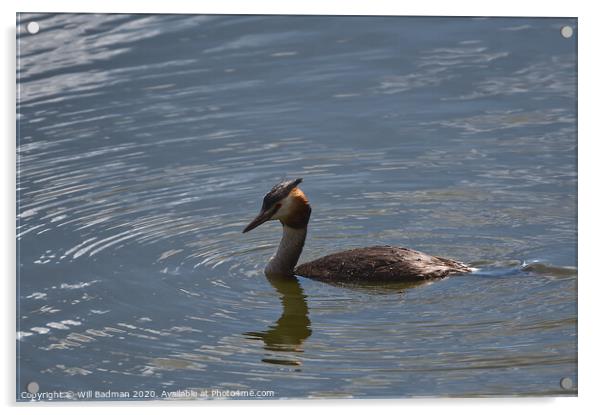 Great Crested Grebe  Acrylic by Will Badman