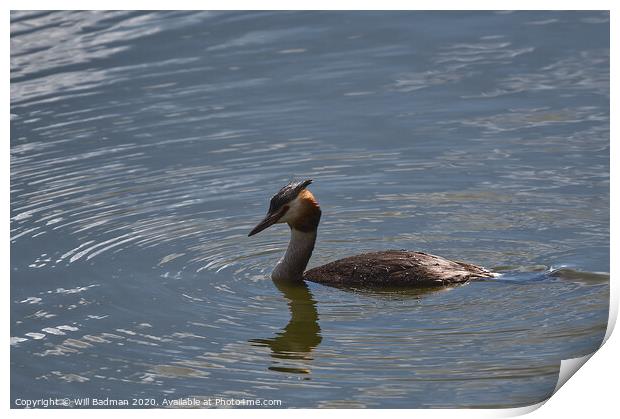 Great Crested Grebe  Print by Will Badman